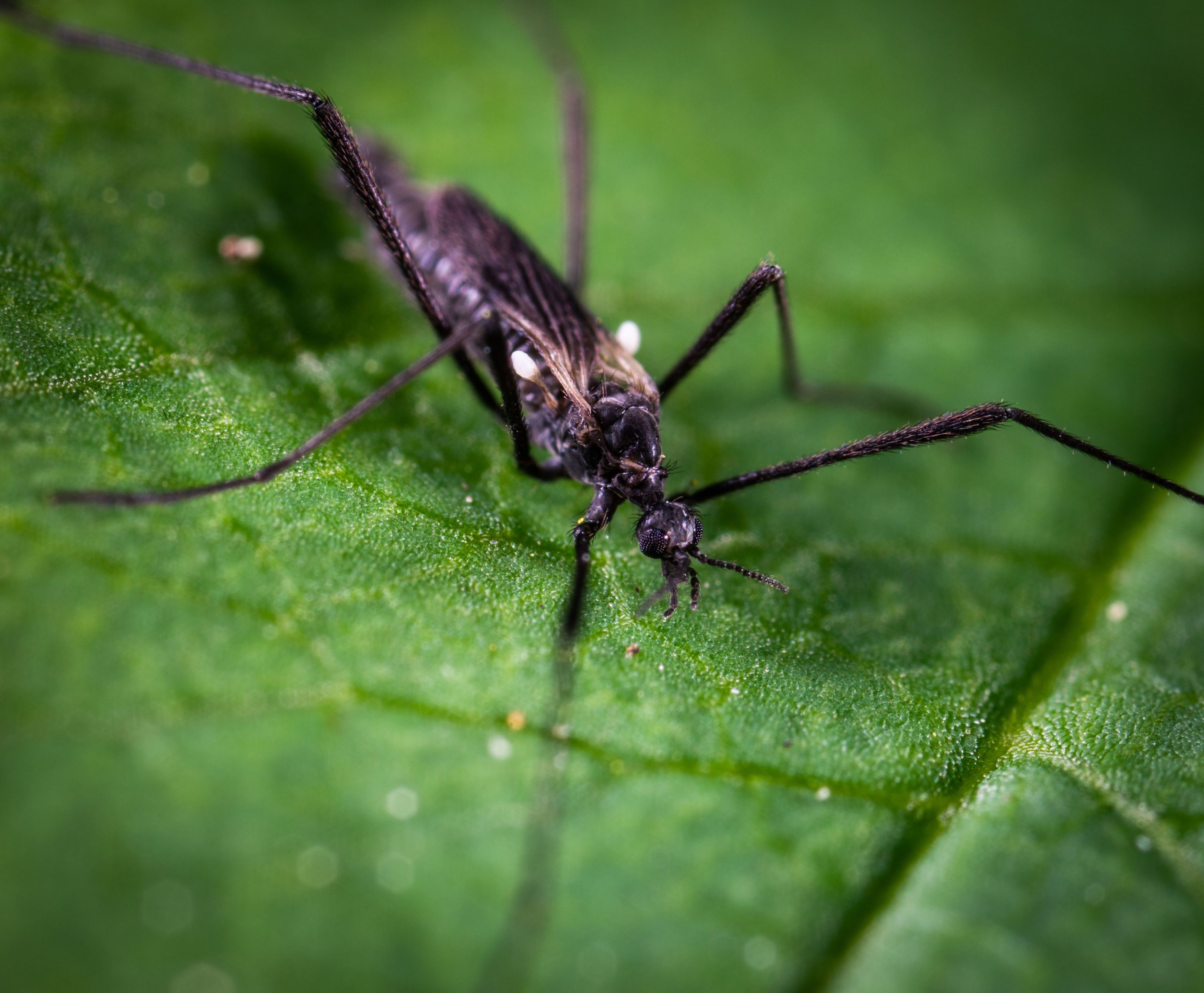 Macro gros plan moustique sur feuille verte