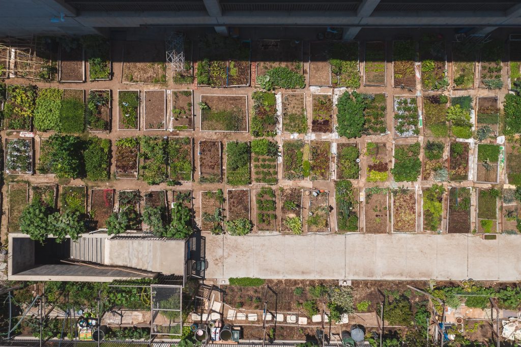 Comment organiser ton plan potager 10m2 efficacement ?
