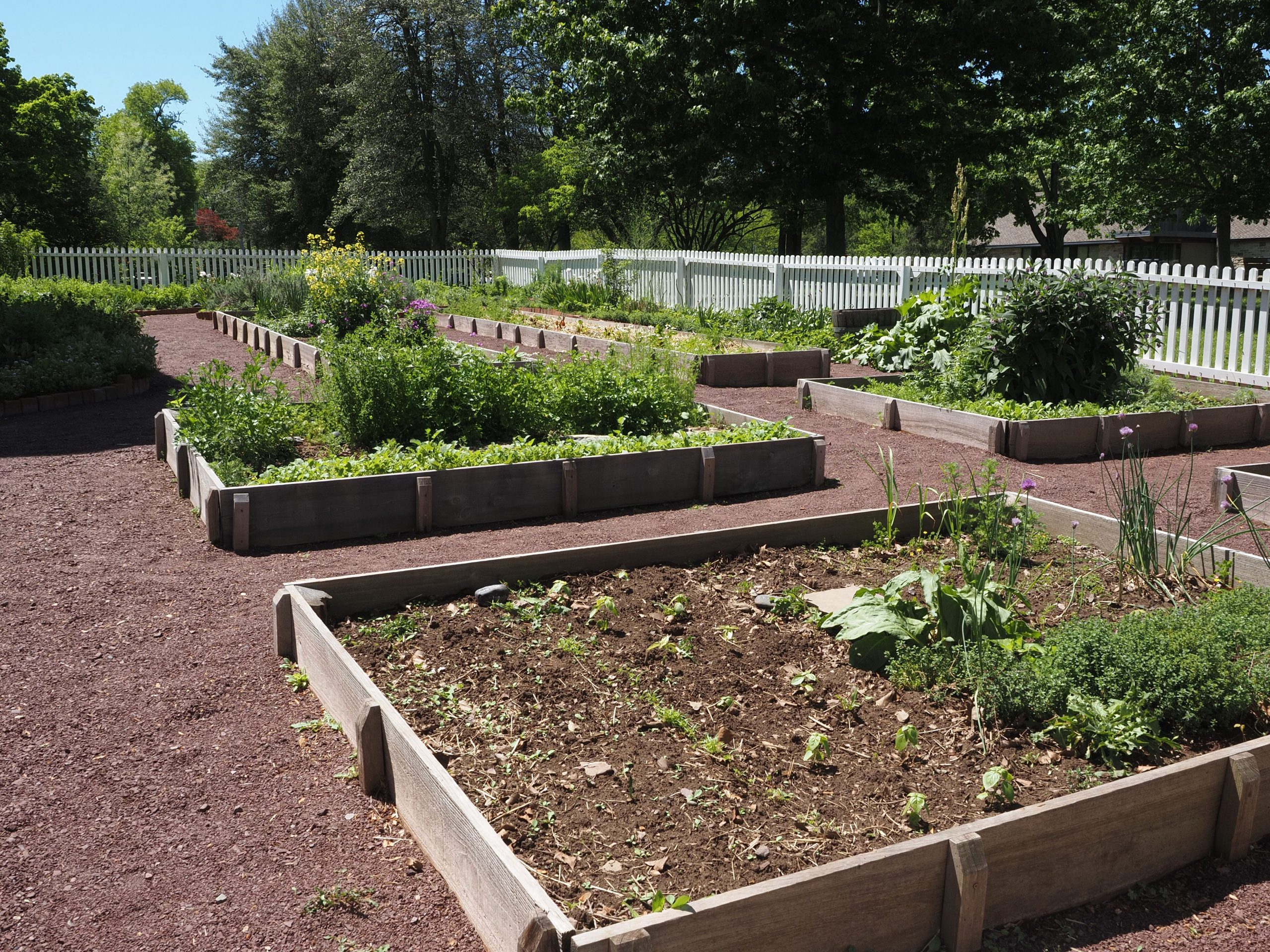 Potager surélevé ensoleillé avec cultures variées